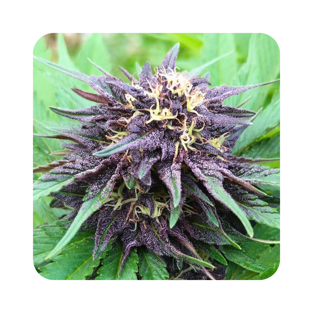 Purple Goat Butter