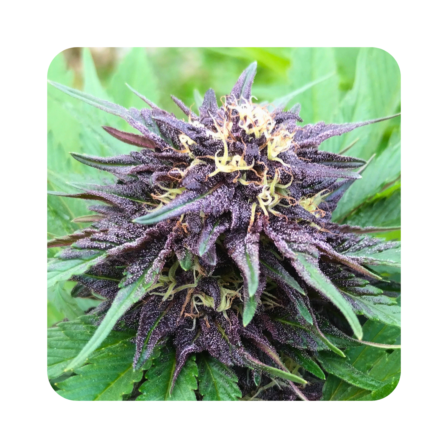 Purple Goat Butter