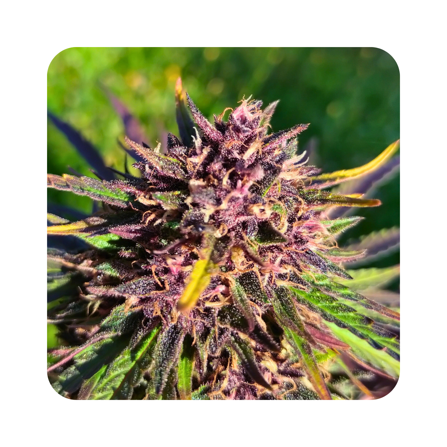 Sapphire Kush