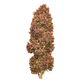 Sapphire Kush